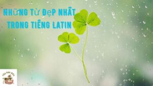 những từ đẹp nhất trong tiếng latin